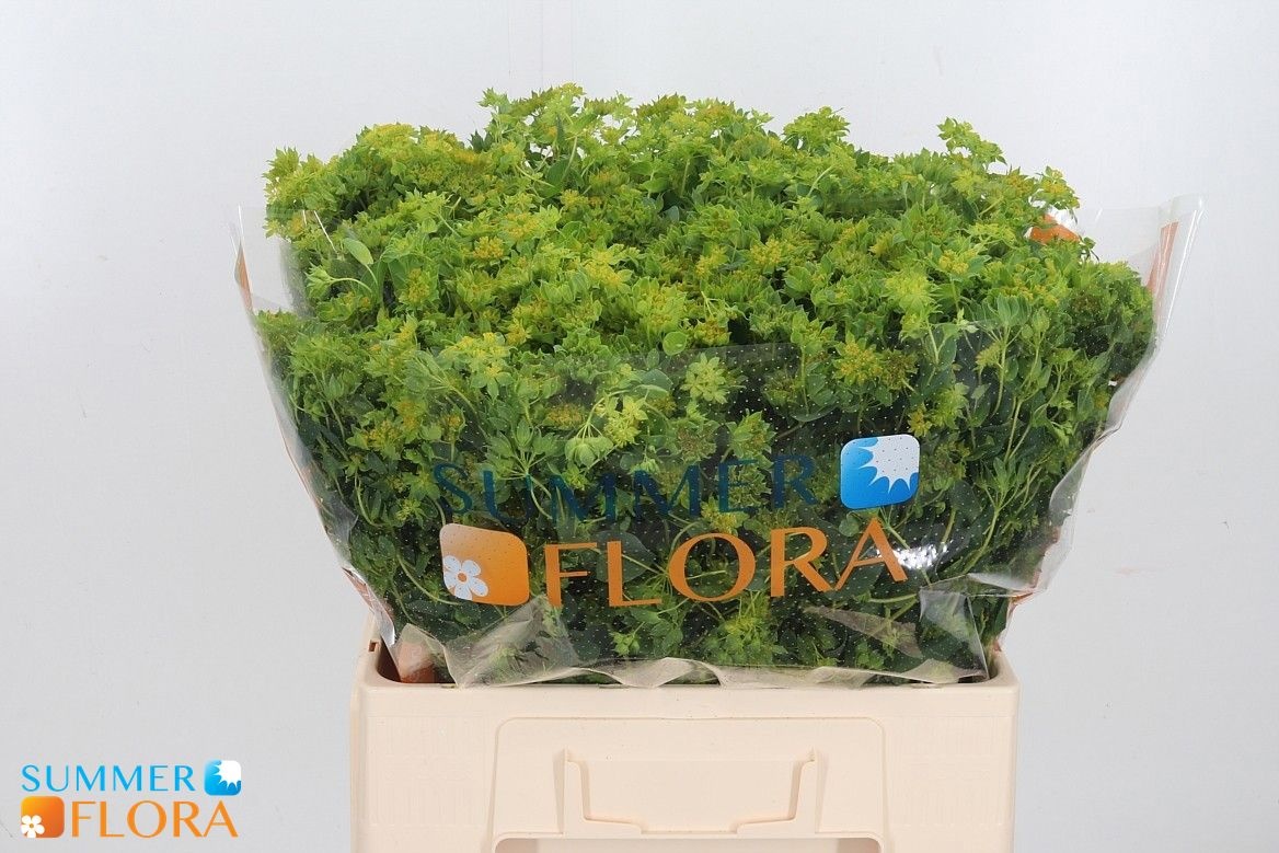Bupleurum Griffithii 60cm