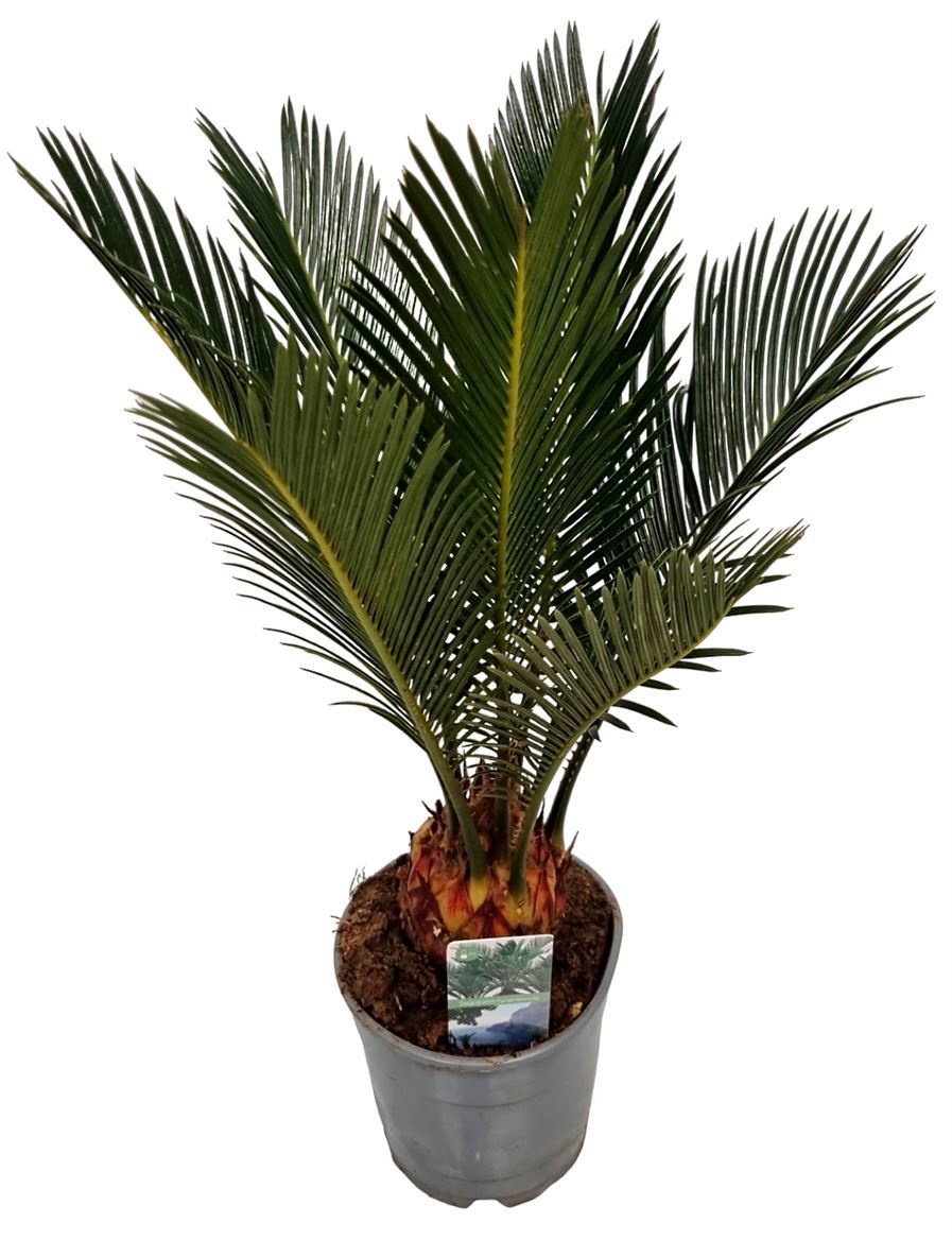 Cycas Revoluta 12P 40H 6+blad