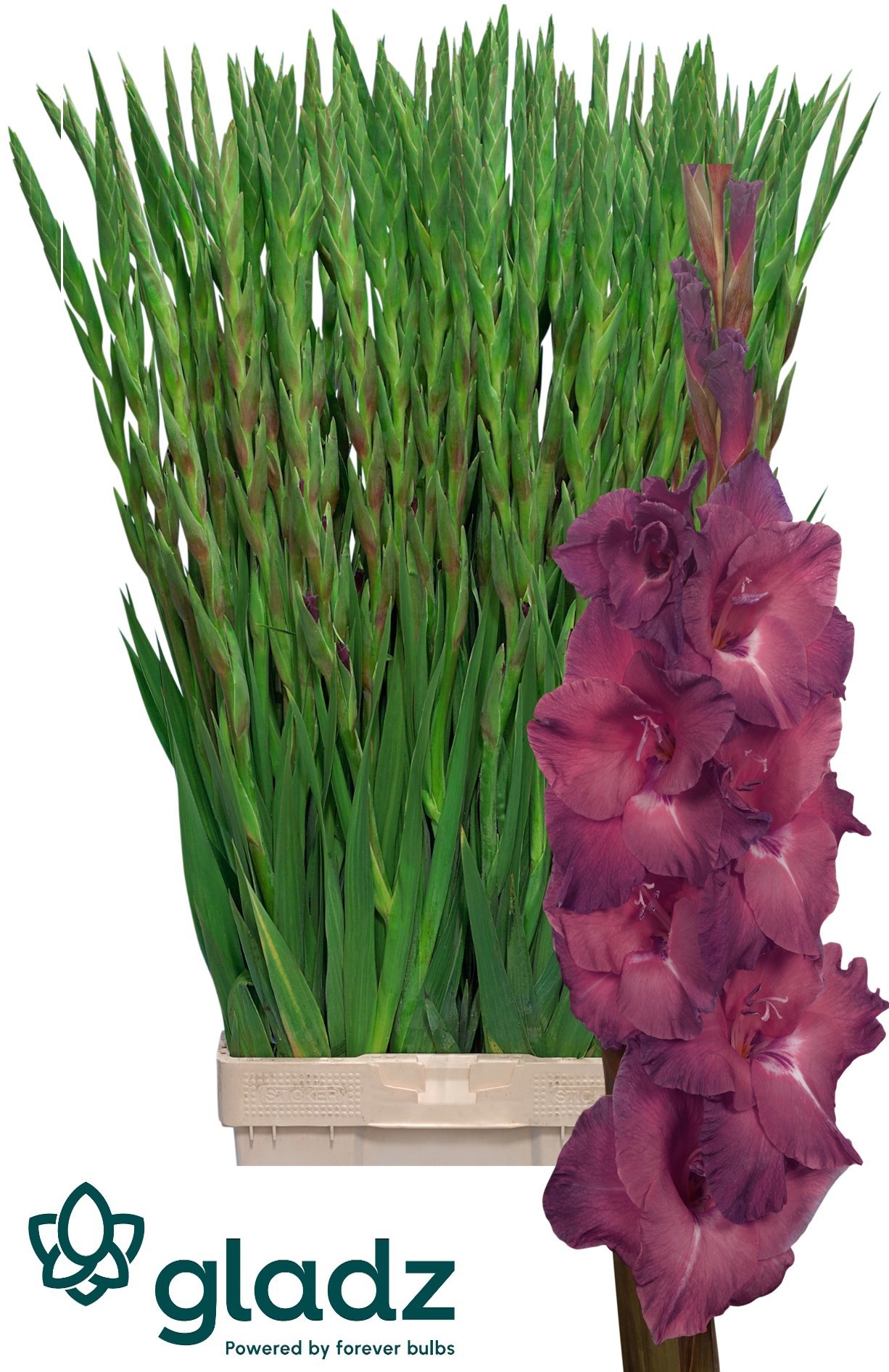 Gladiolus Indian Summer 120cm 180gram