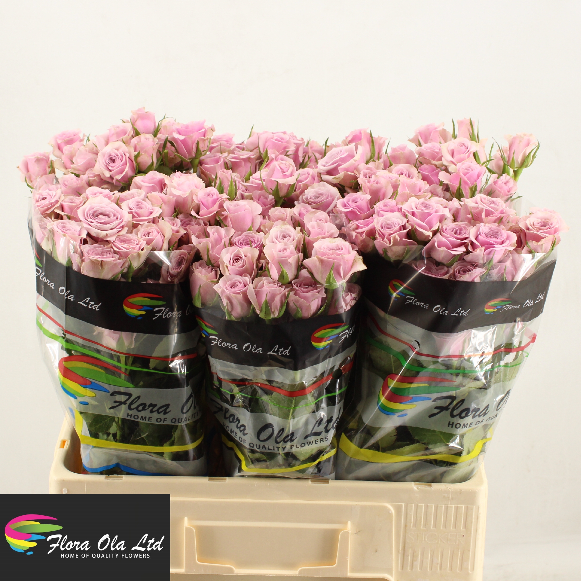 Rosa Spray Leila 60cm