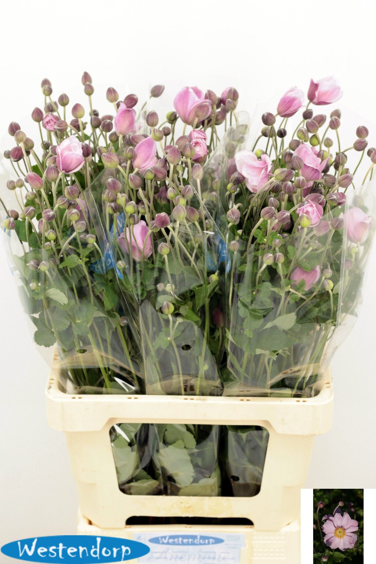 Anemone 70cm