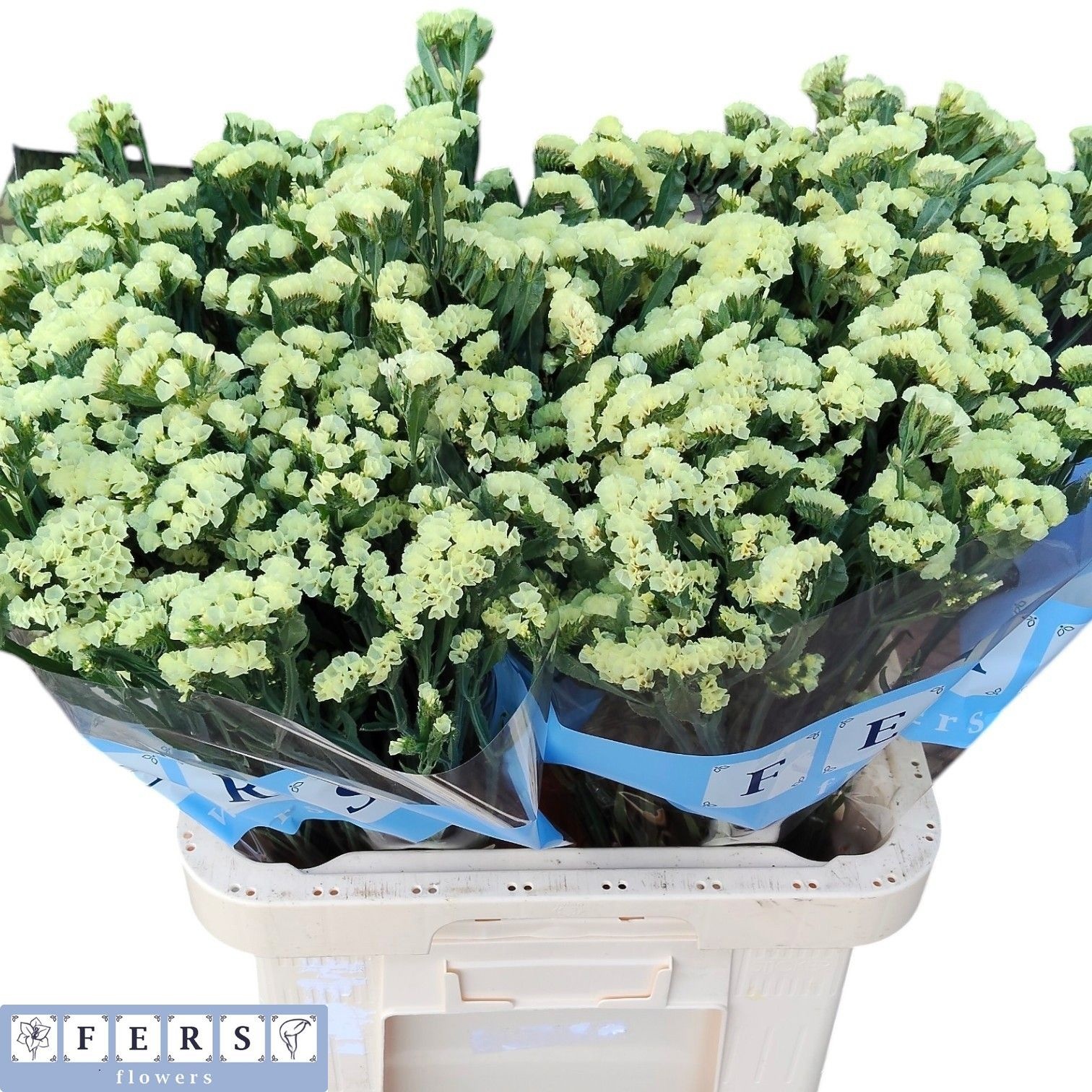 Limonium St Starlight Wings 60cm 28gram