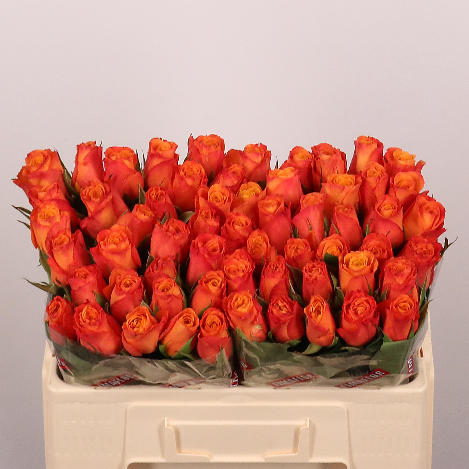 Rosa Confidential 50cm