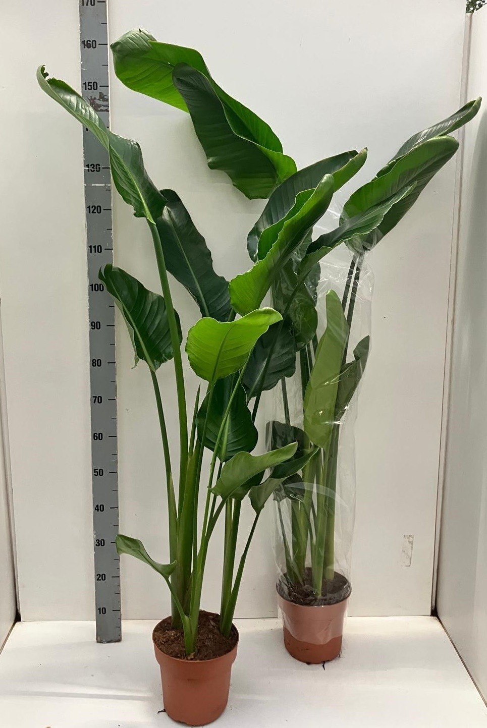 Strelitzia Nicolai 21P 150H 3stek