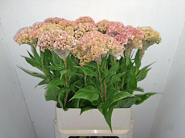 Celosia Act Bar Bossa 90cm