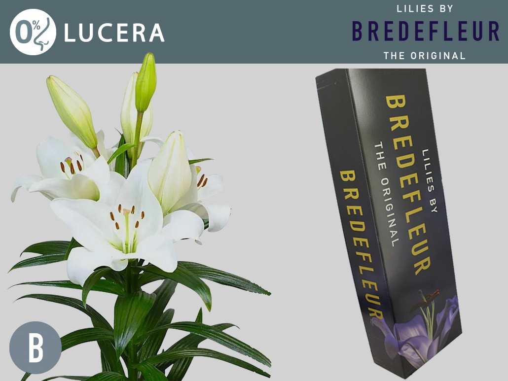 Li La Lucera Quality Box