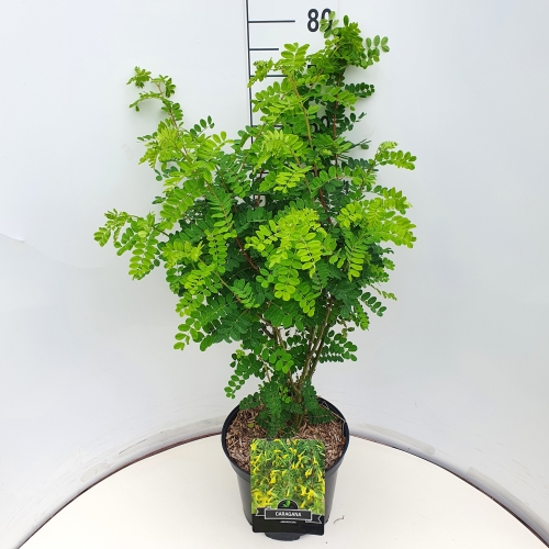 Picture of Caragana arborescens P29 (10 Ltr)