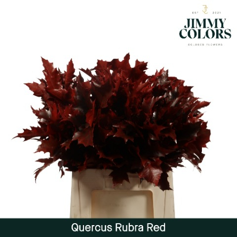 Quercus Rubra L50 Red