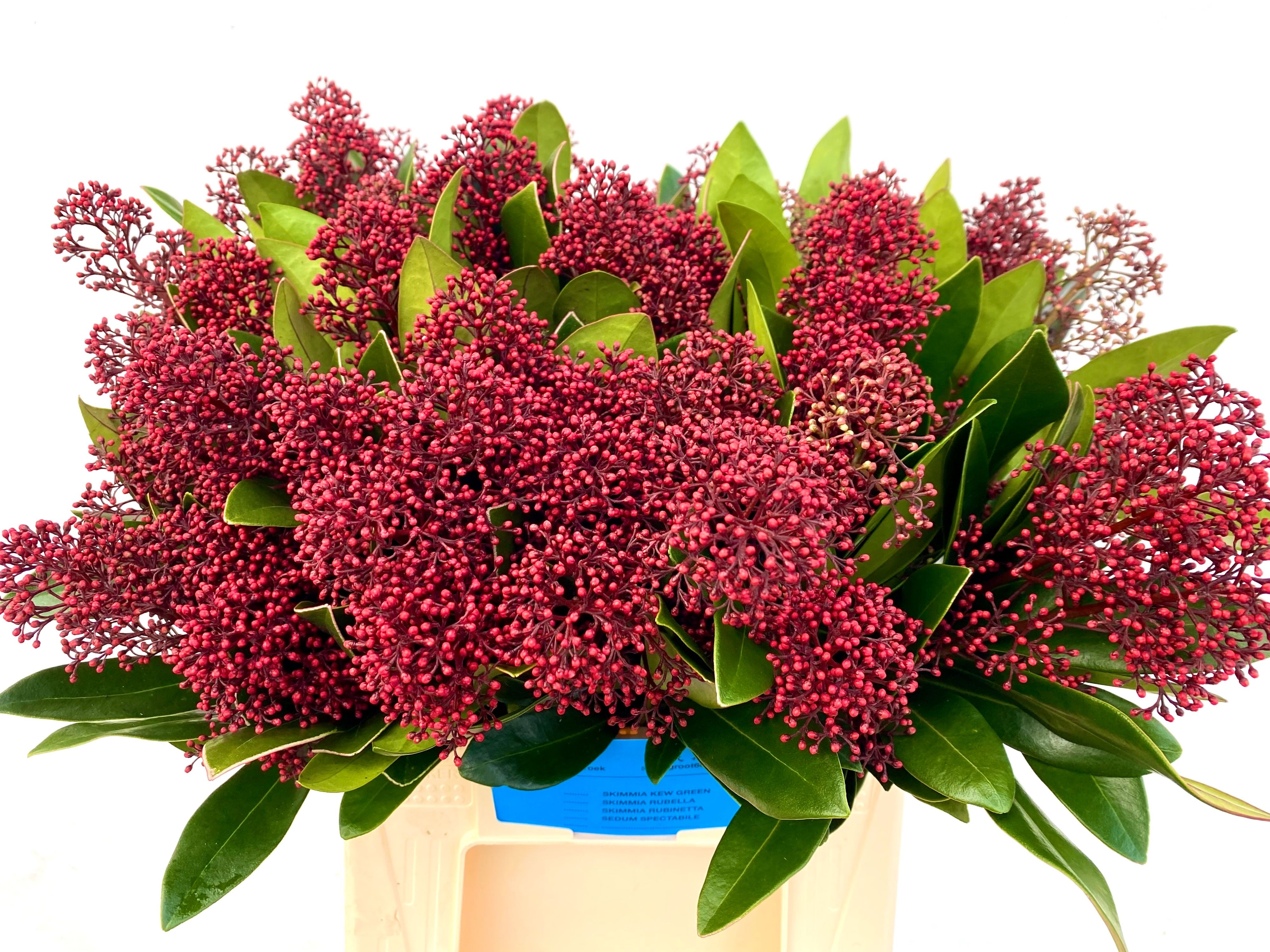 Skimmia Japonica Rubella 40cm