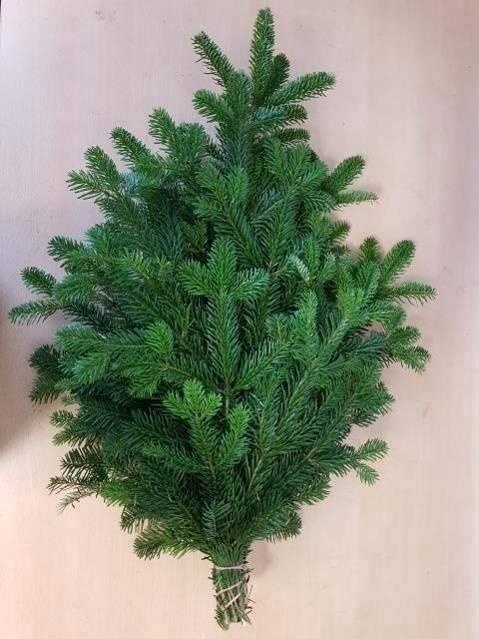 Abies Nordmanniana B