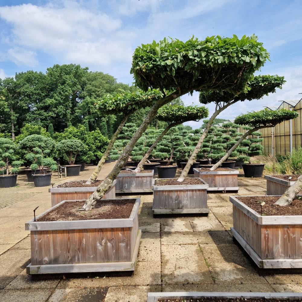 Picture of Carpinus betulus 110 x 110 200/250 (LOOSE)