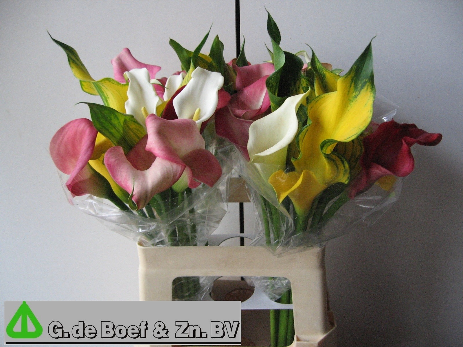 Calla Mixed In Bunch 60cm