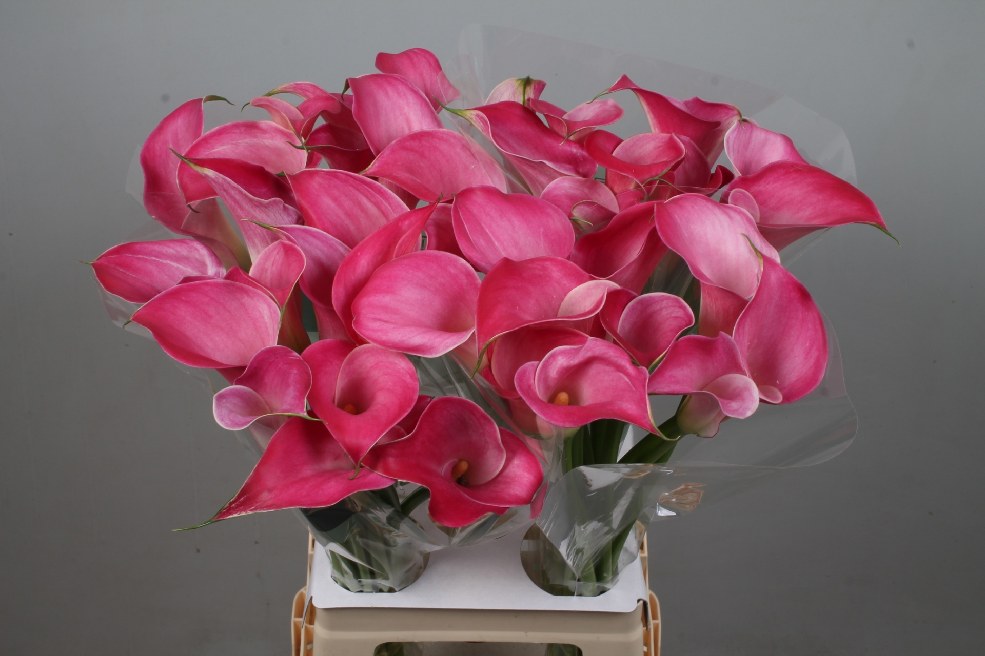 Calla Pink Jewel 70cm