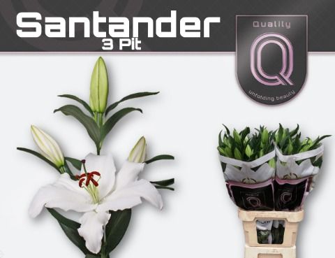 Li Or Santander 85L.cm 30+knop 23bloei