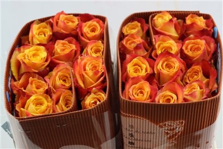 Rosa Silantoi 50cm