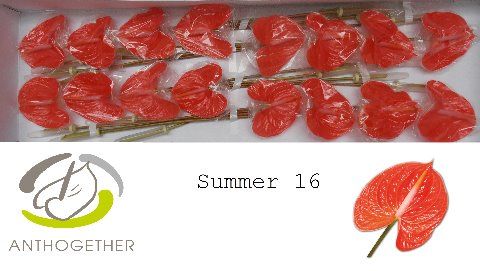 Anth A Summer