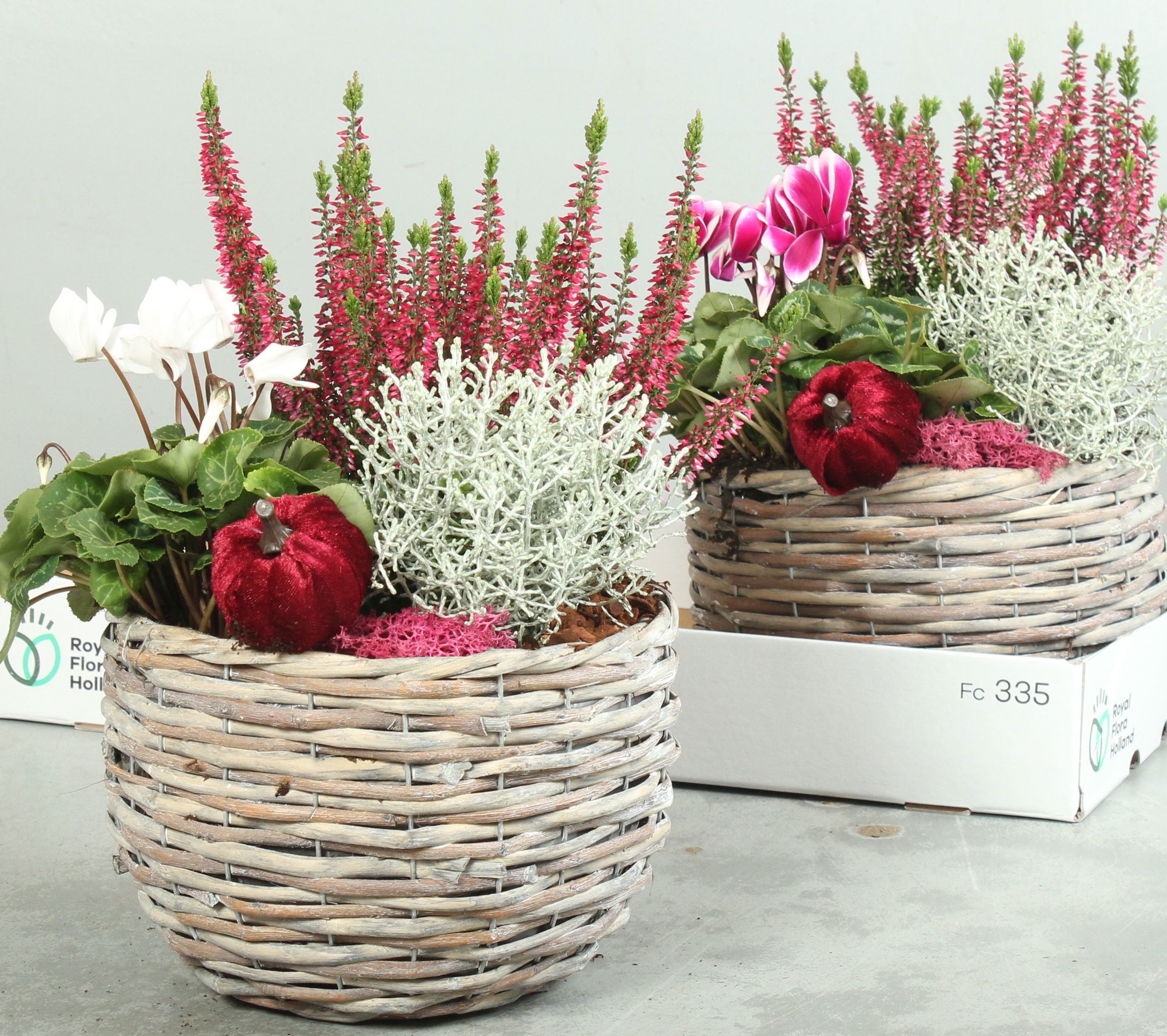 Arr Tuinplanten 23P 40cm