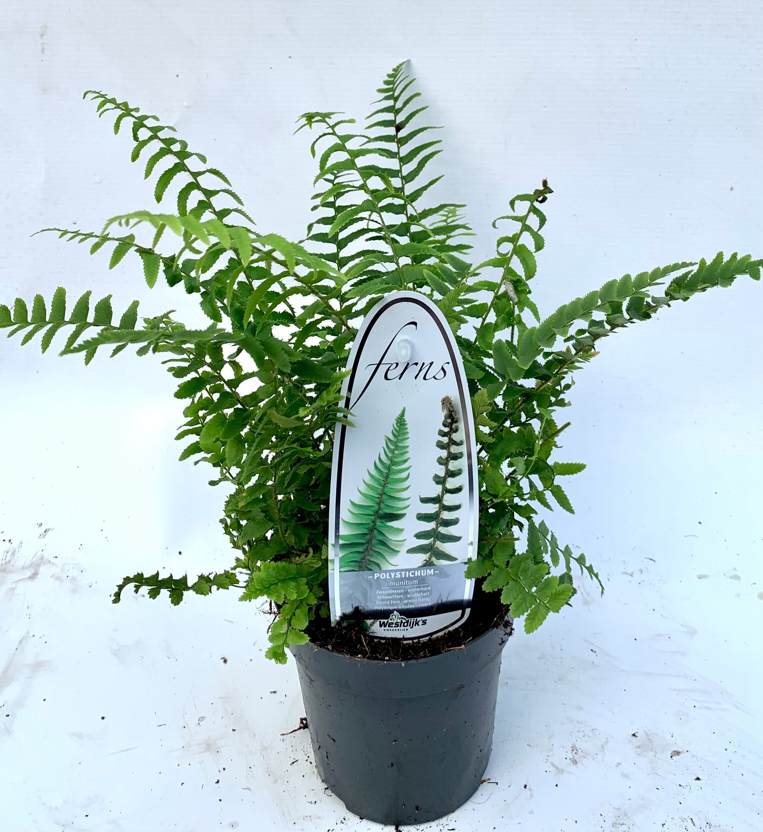 Polystichum munitum ES11