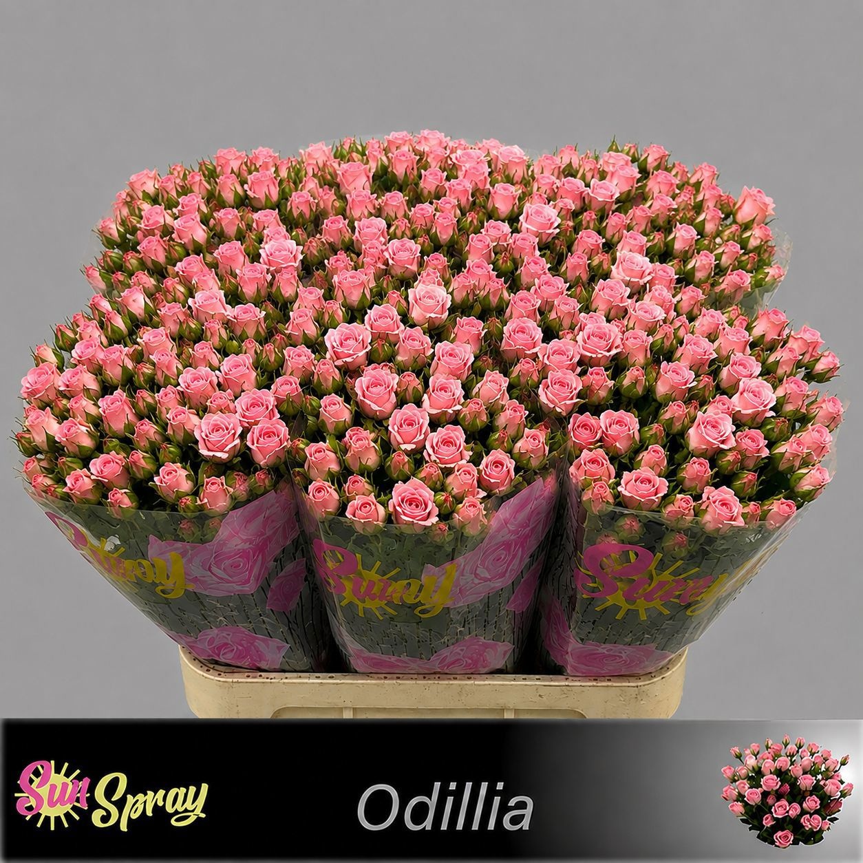 Rosa Spr Odilia 40cm