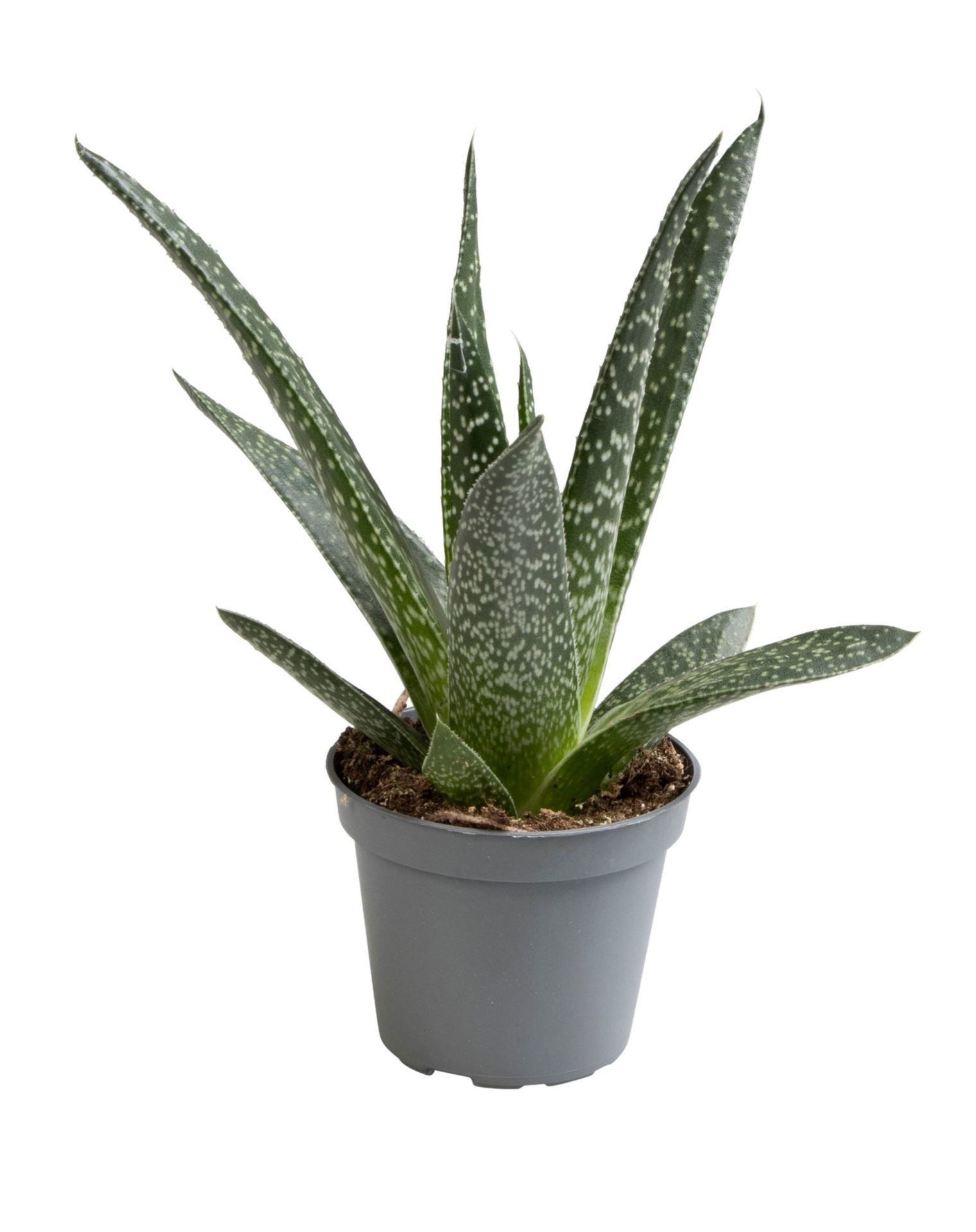 Gasteria D.Delta