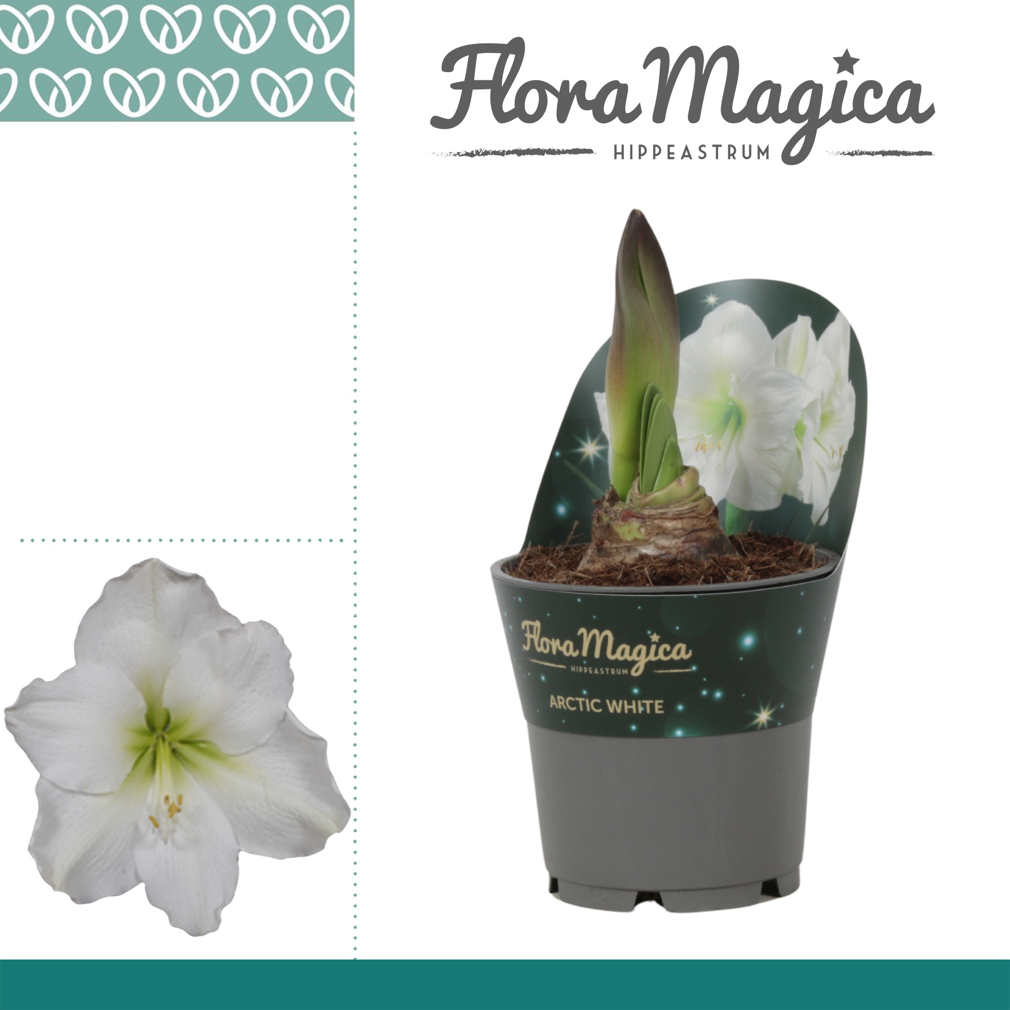 Amaryllis Arctic White 2 knop Extra OP in potkraag