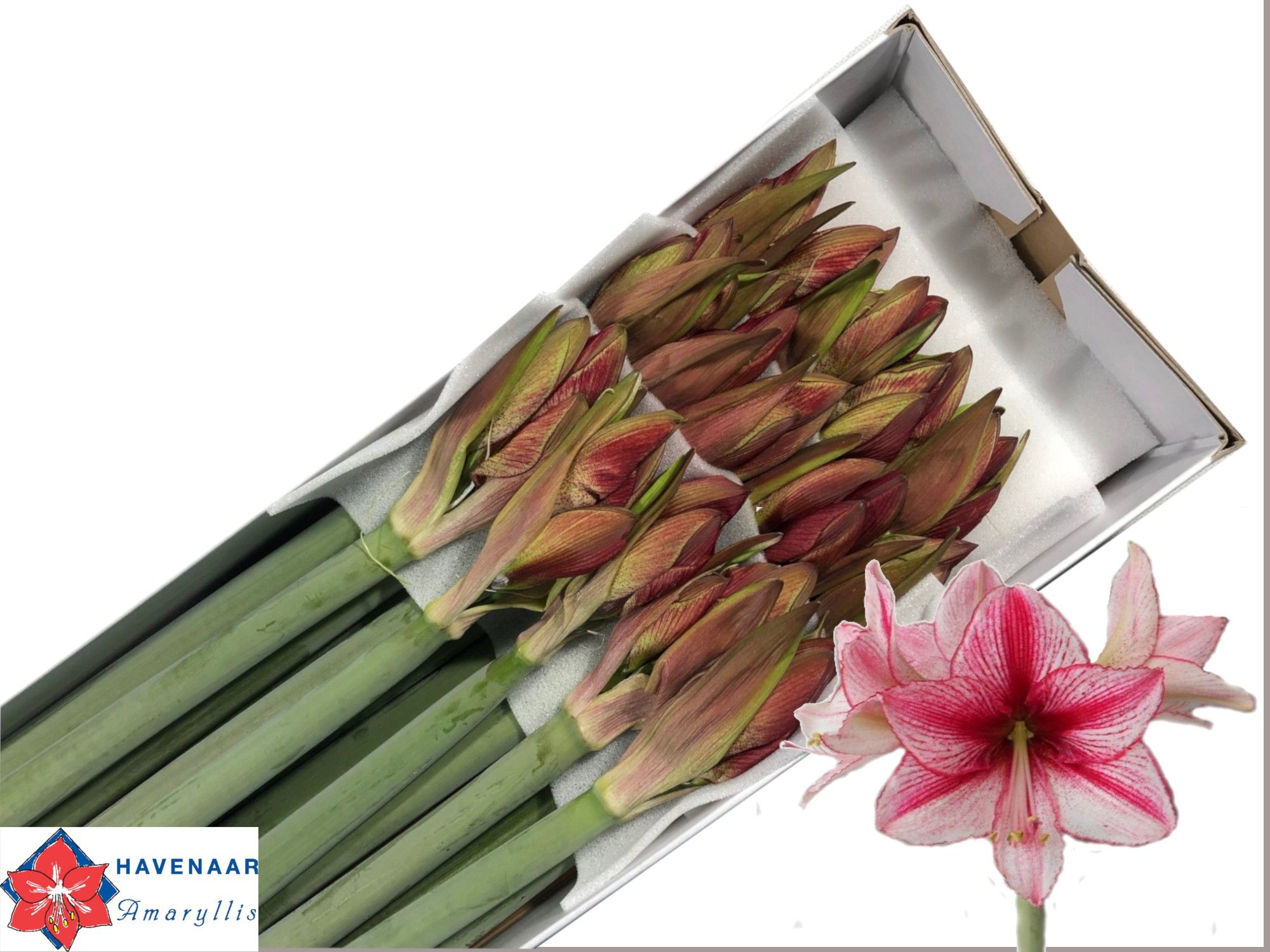 Hippeastrum Revelation 4bl