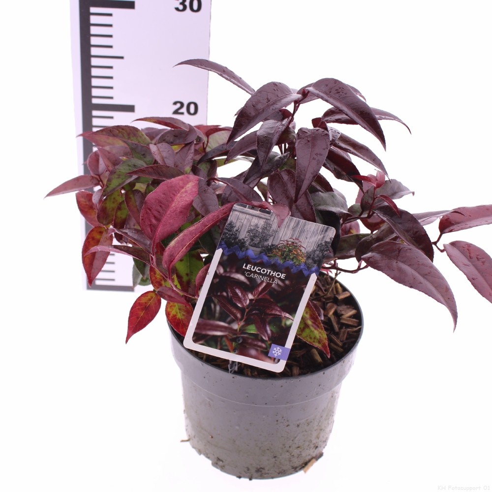 Picture of Leucothoe Carinella P17 (2 Ltr)