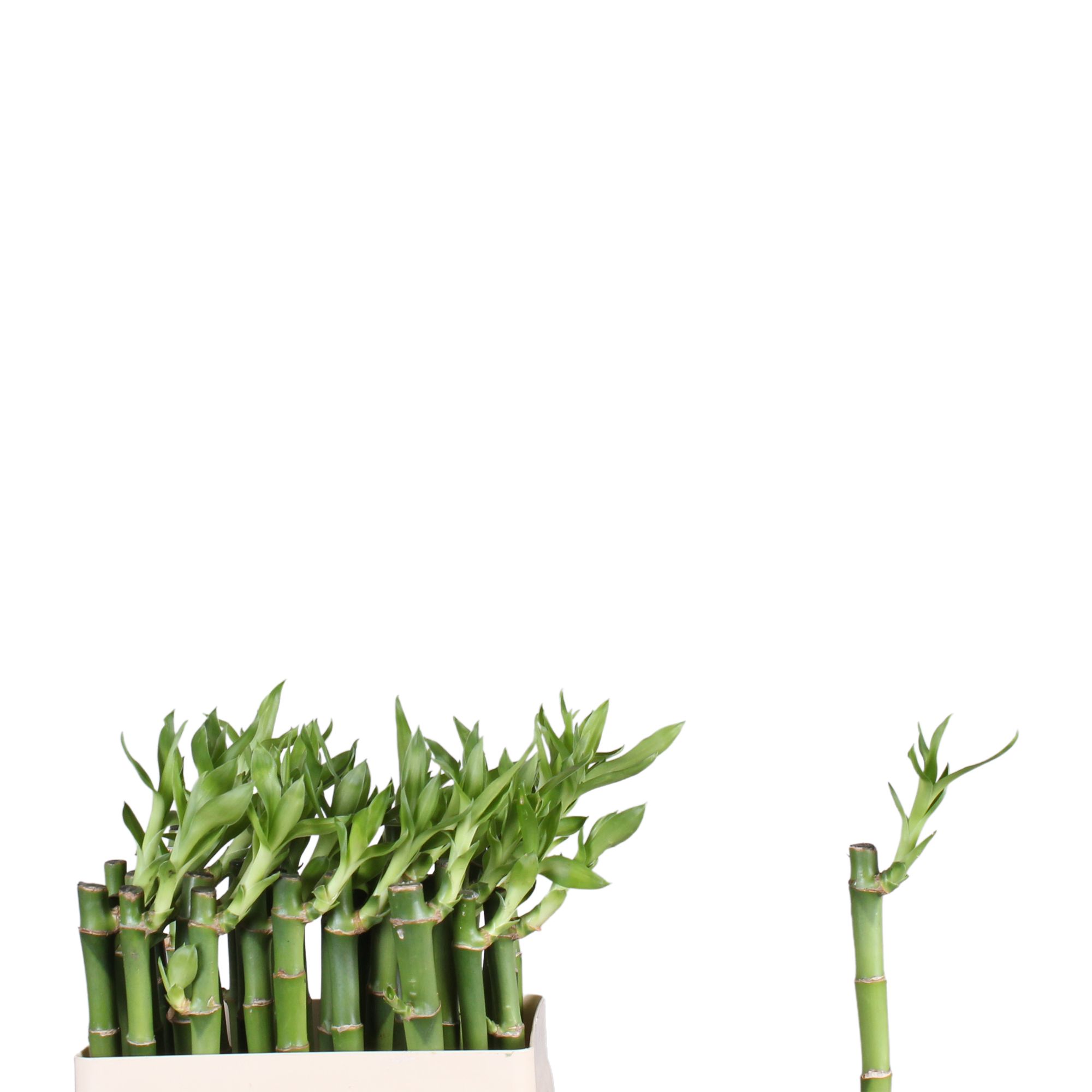 Drac S Lucky Bamboo