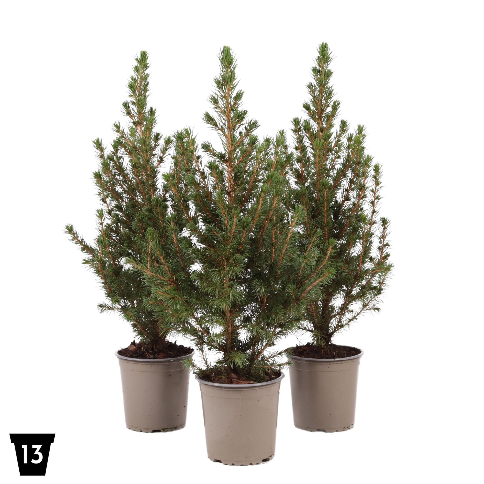 Picture of Picea glauca December P13