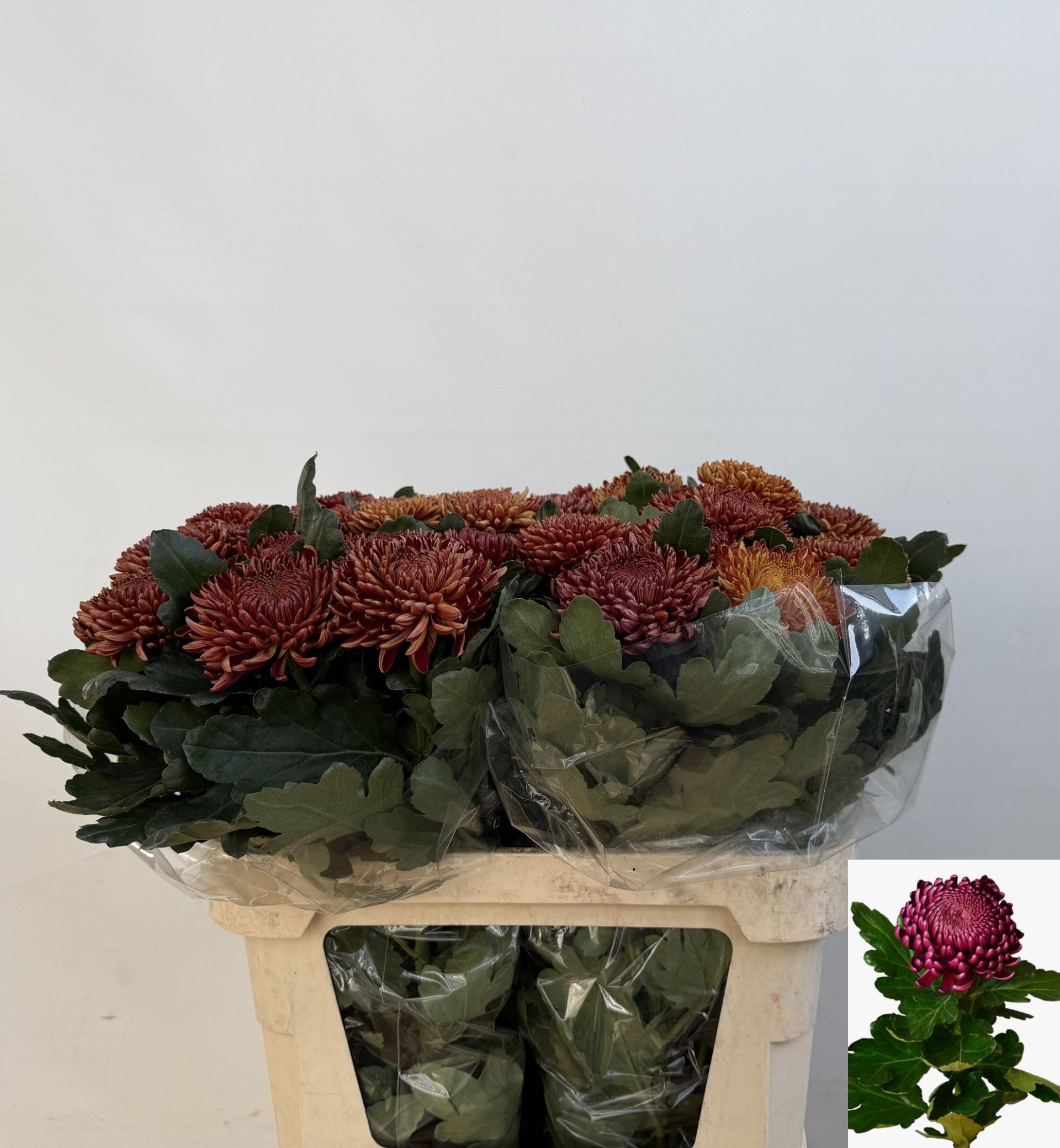 Chr G Bigoudi Copper 80cm 95gram