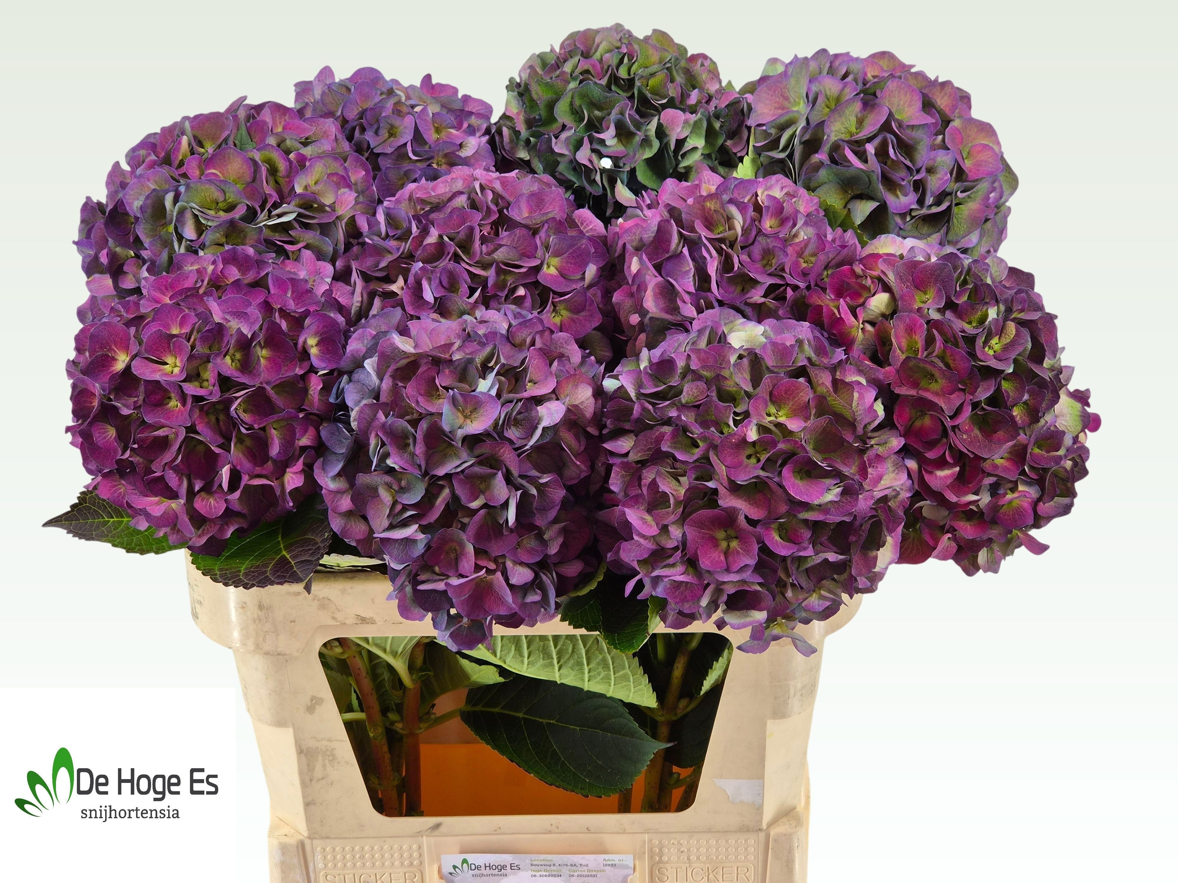 Hydrangea Royal Crown Classic 80cm 22Ø