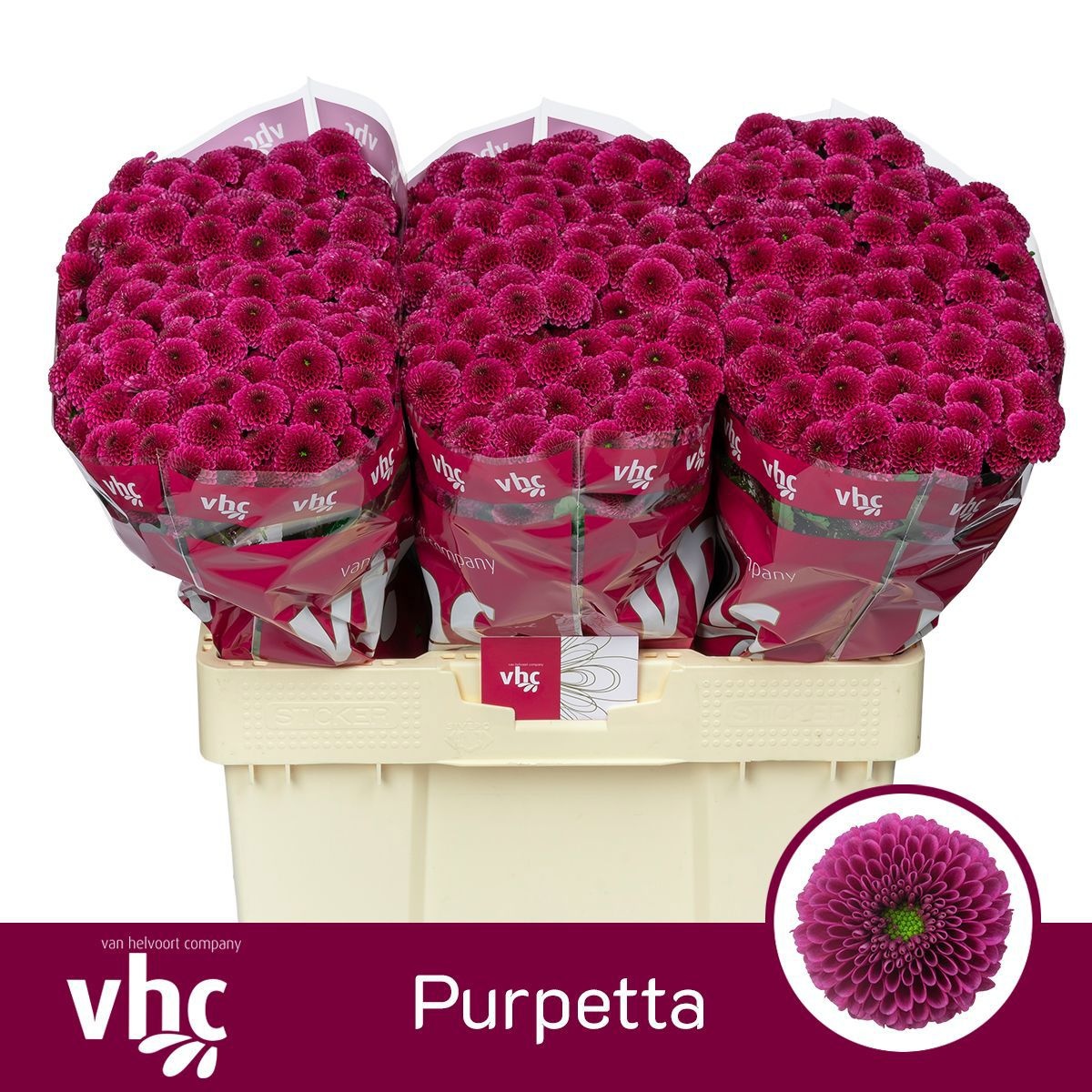 Chr S Aaa Purpetta