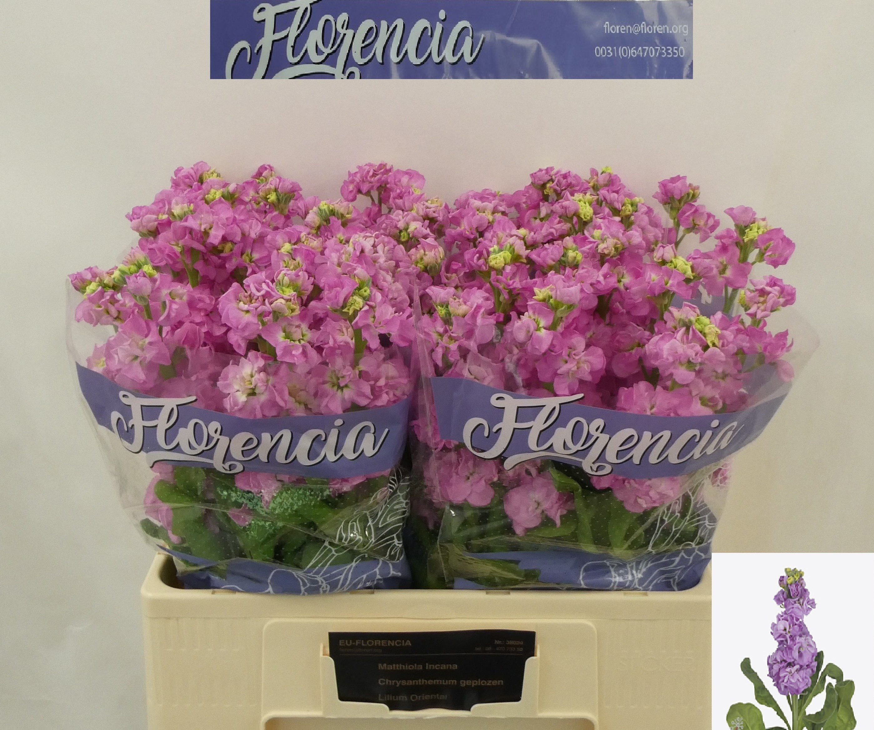 Matth Impala Pink