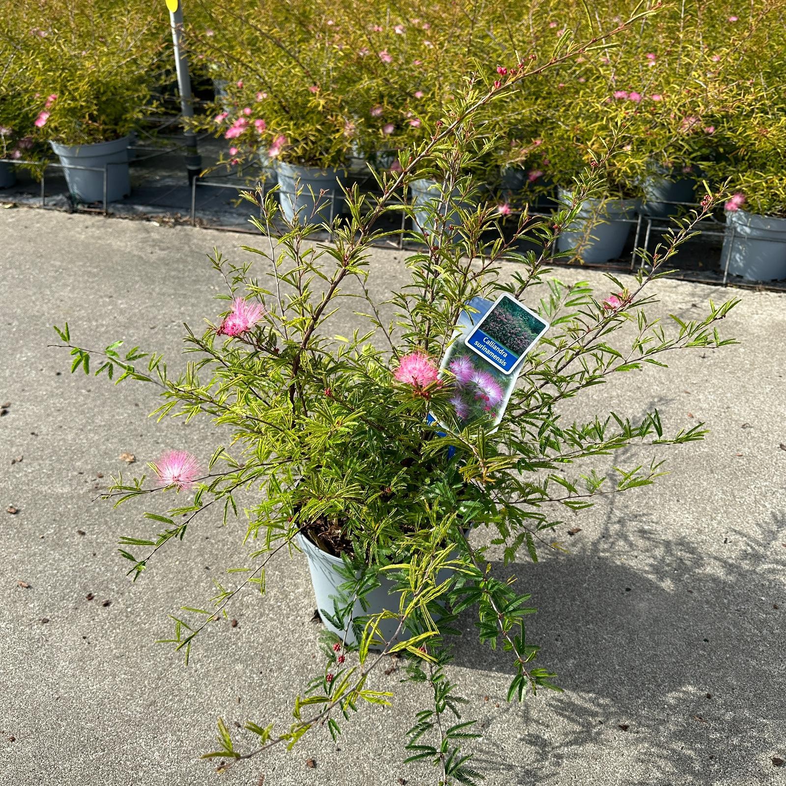 Picture of Calliandra surinamensis 'Dixie Pink'