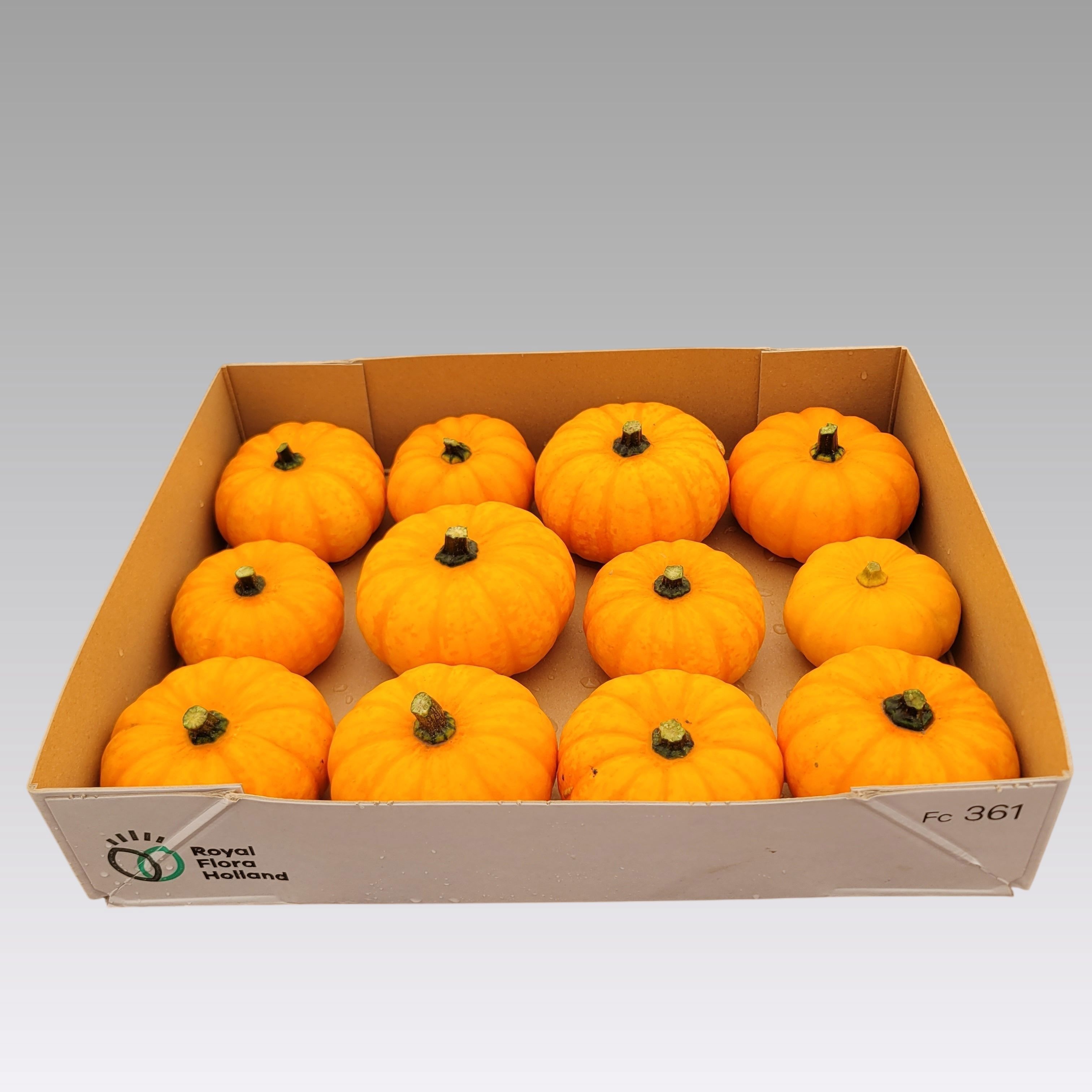 Cucurbita Jack Be Little