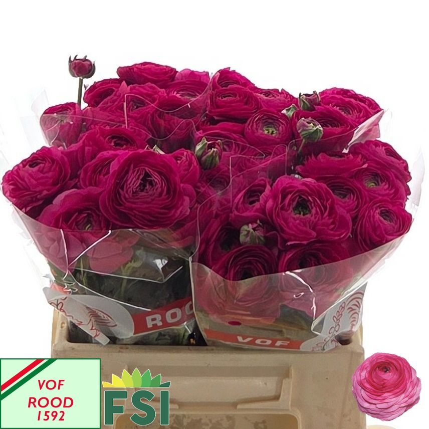 Ranunculus Elegance Hot Pink 40cm