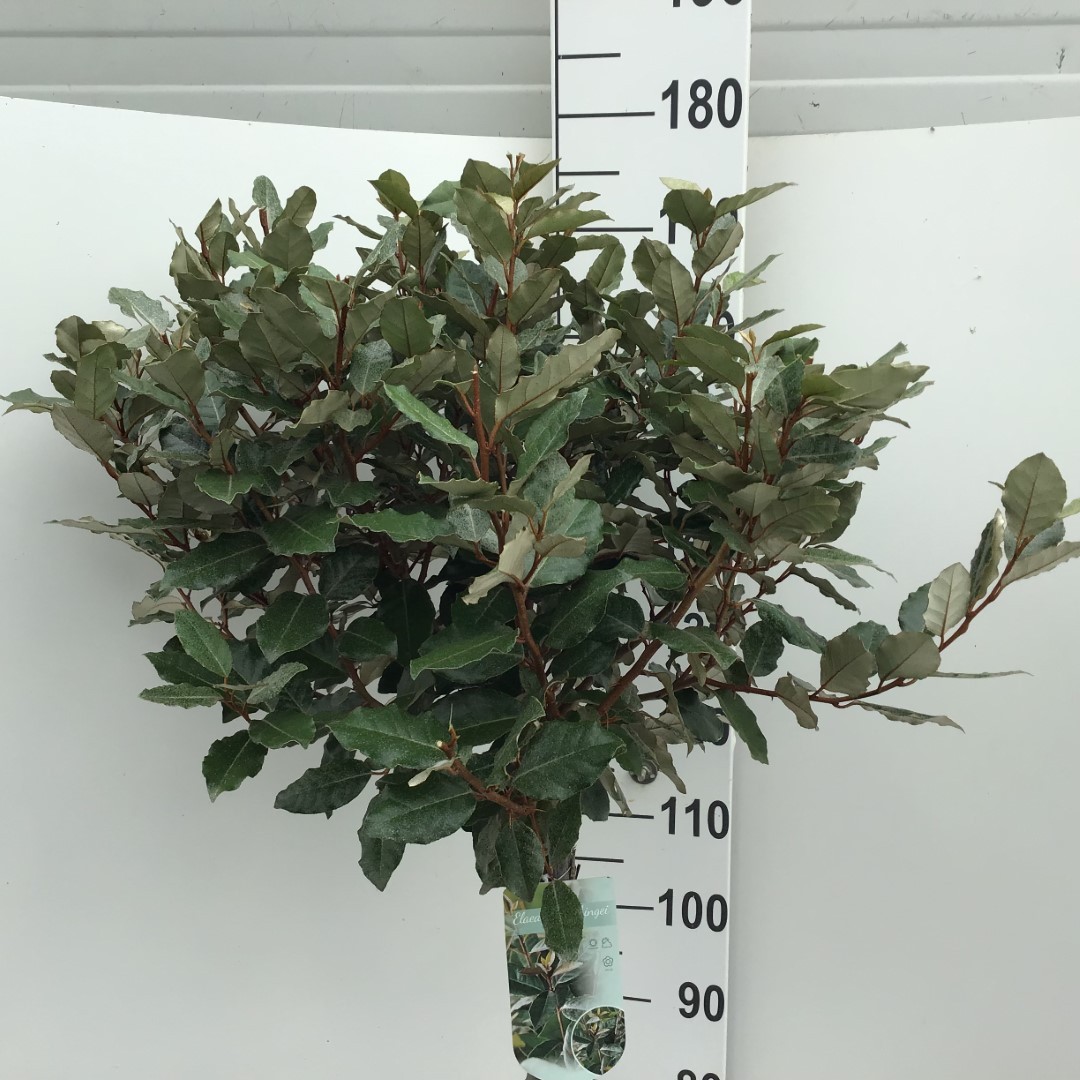 Picture of Elaeagnus ebbingei Compacta 120st P29 (10 Ltr) 120CM