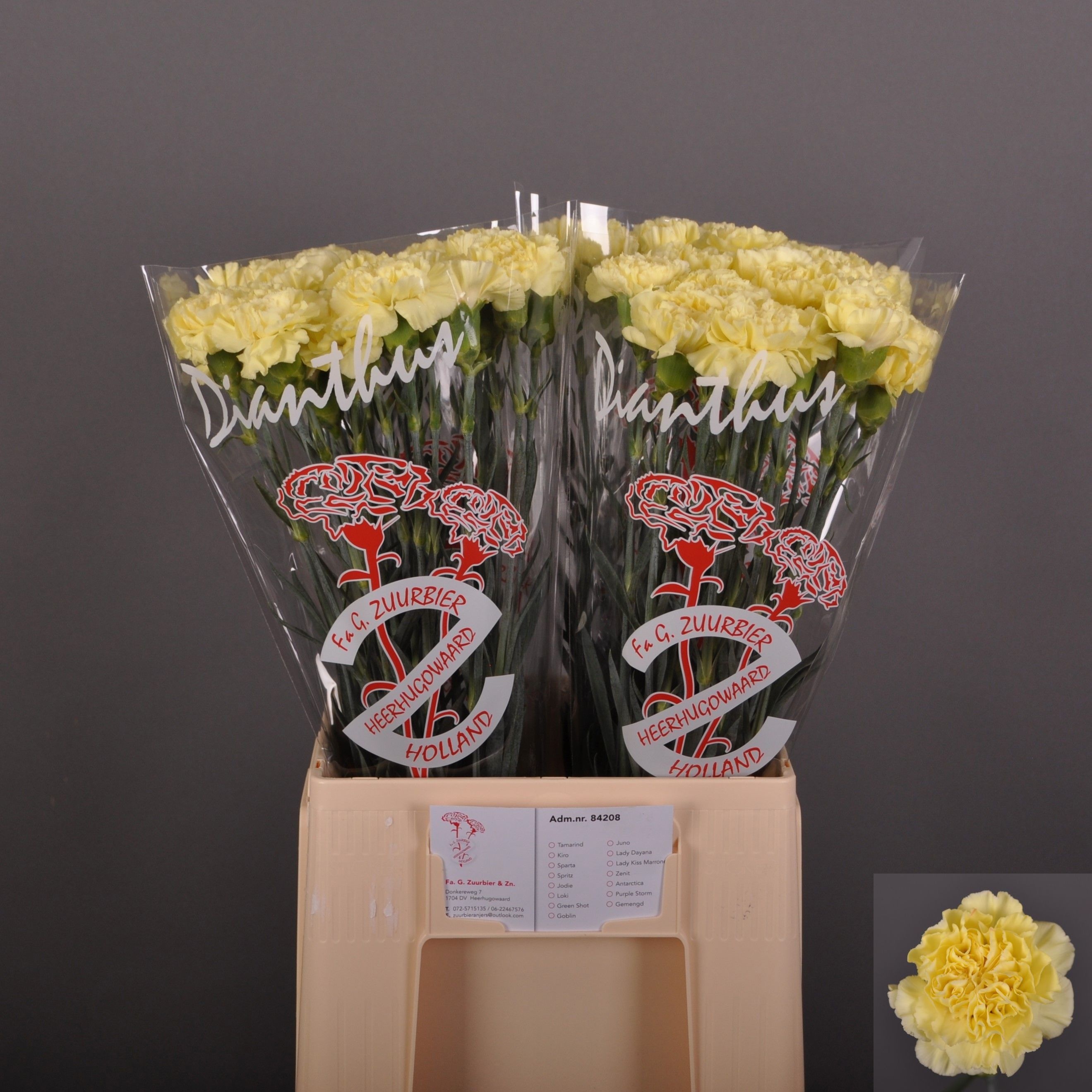 Dianthus St Kiro 60cm