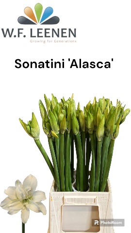 Hippeastrum Alasca 3/5bl