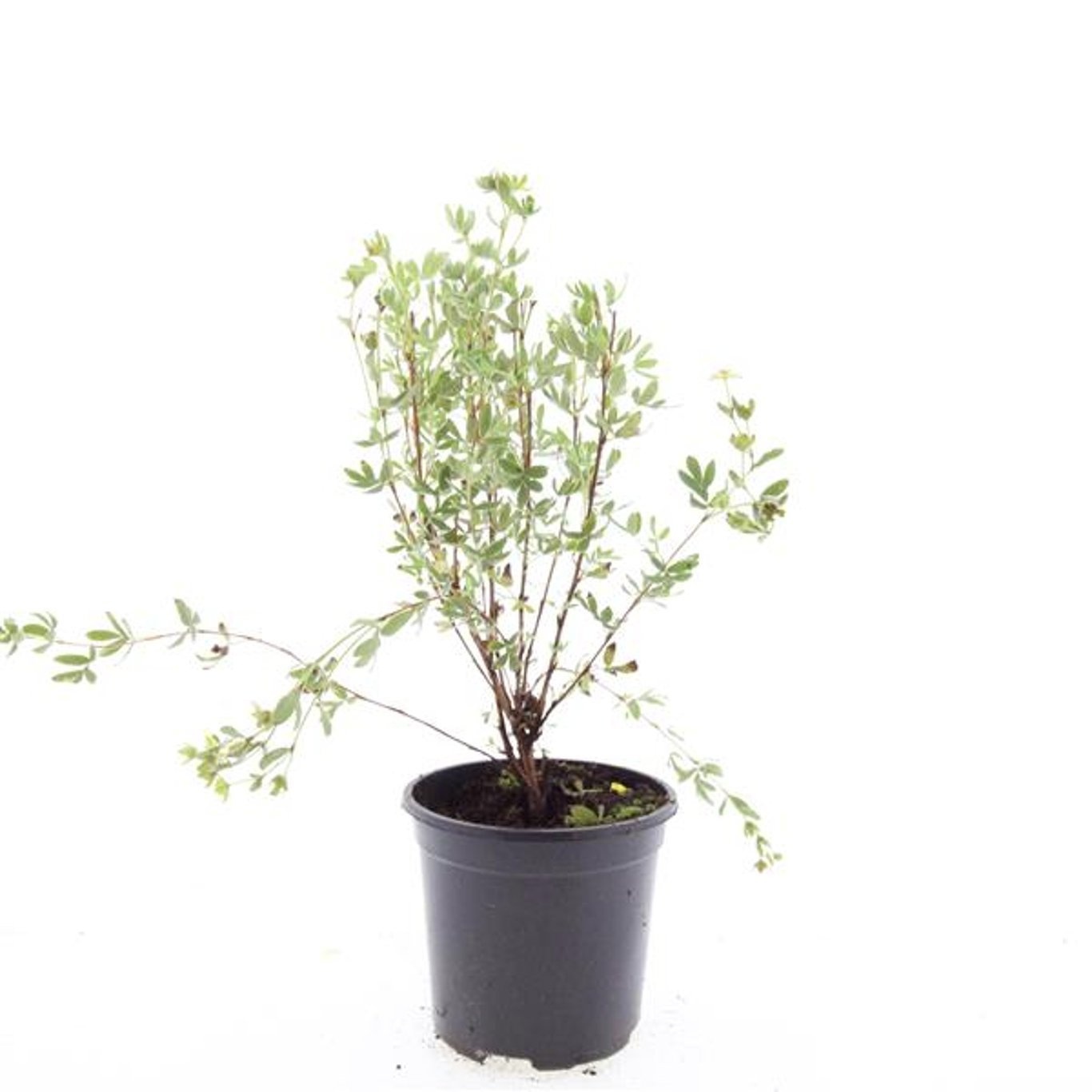 Potentilla f. 'Maanelys'