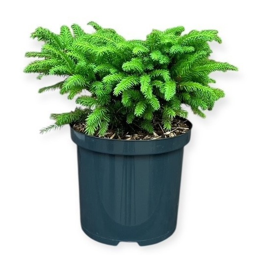 Picea abies 'Nidiformis'