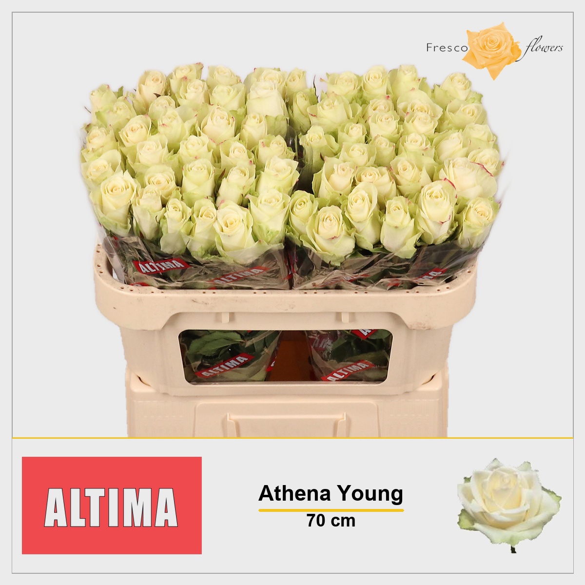 Rosa Athena 70cm