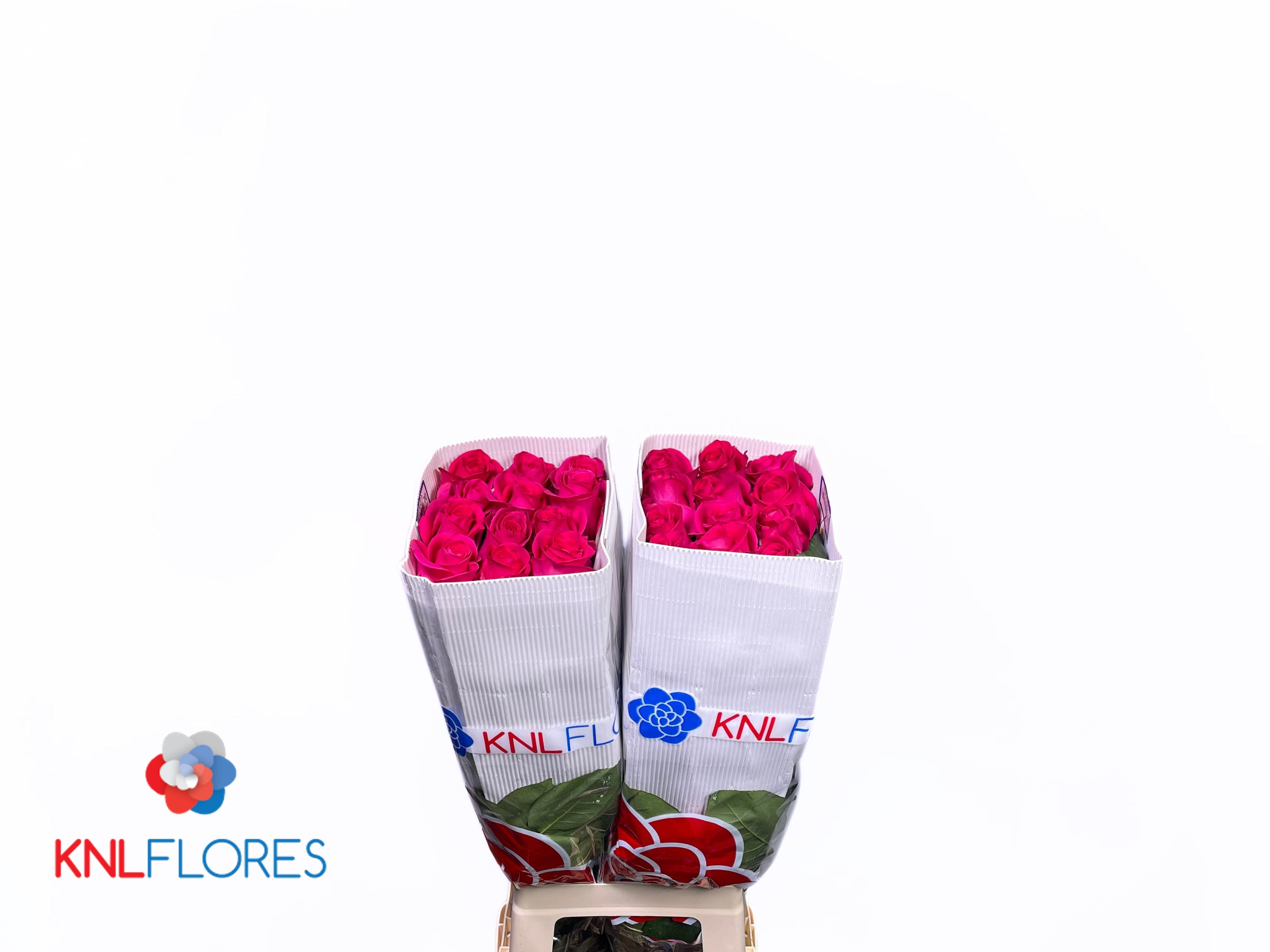 Rosa Pink Floyd 70cm