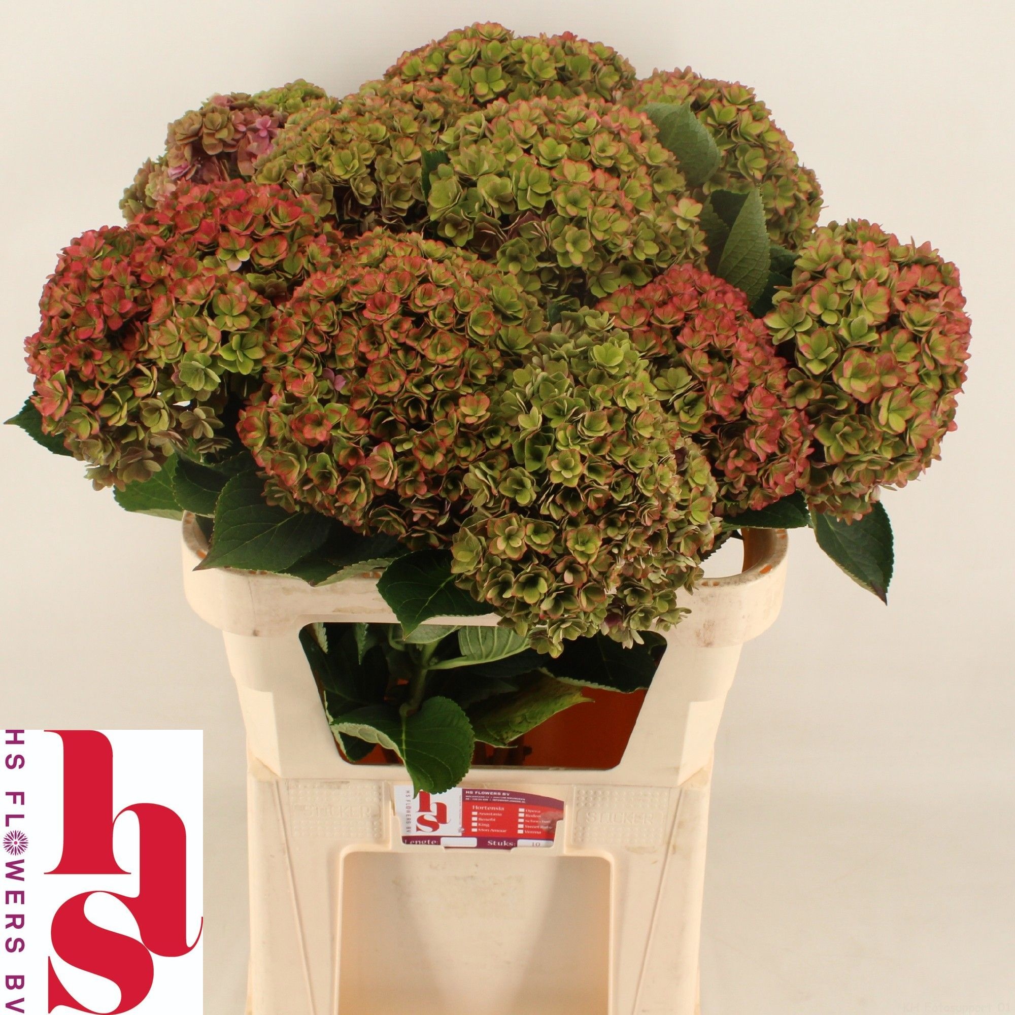 Hydrangea Royal Kiss Classic 80cm 22Ø