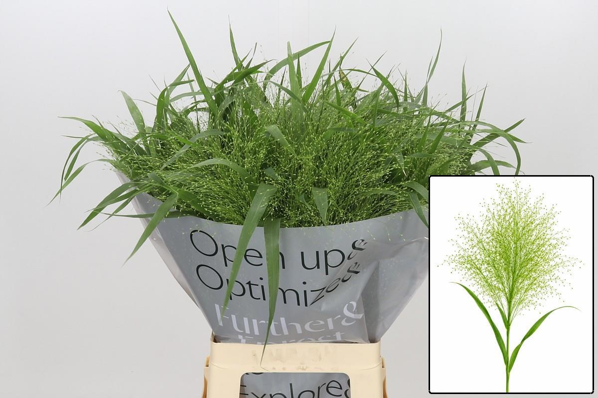 Panicum Fountain 70cm