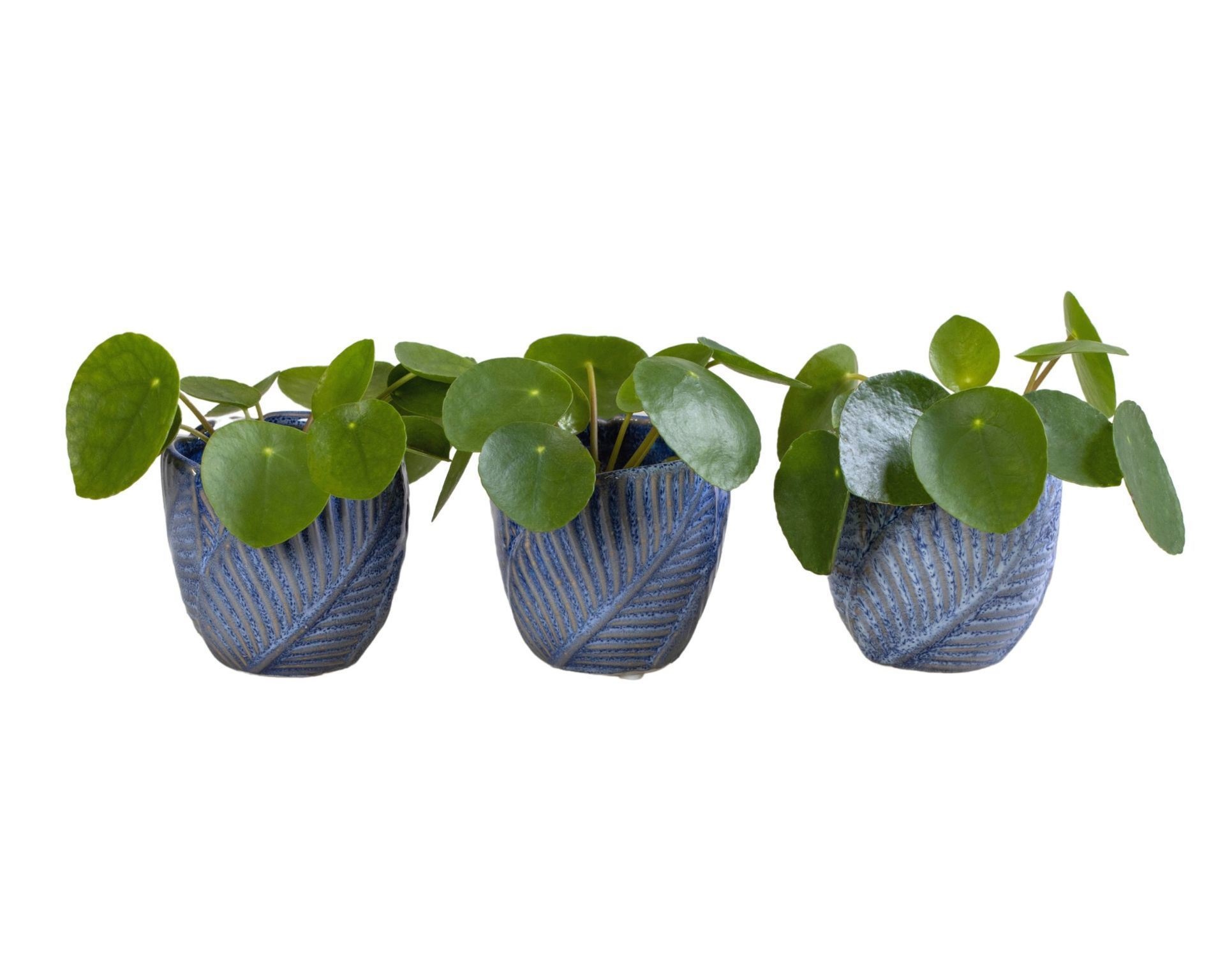 Pilea L 65973 with Pilea Peperomioides