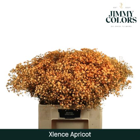 Gyps Xlence L60 Apricot
