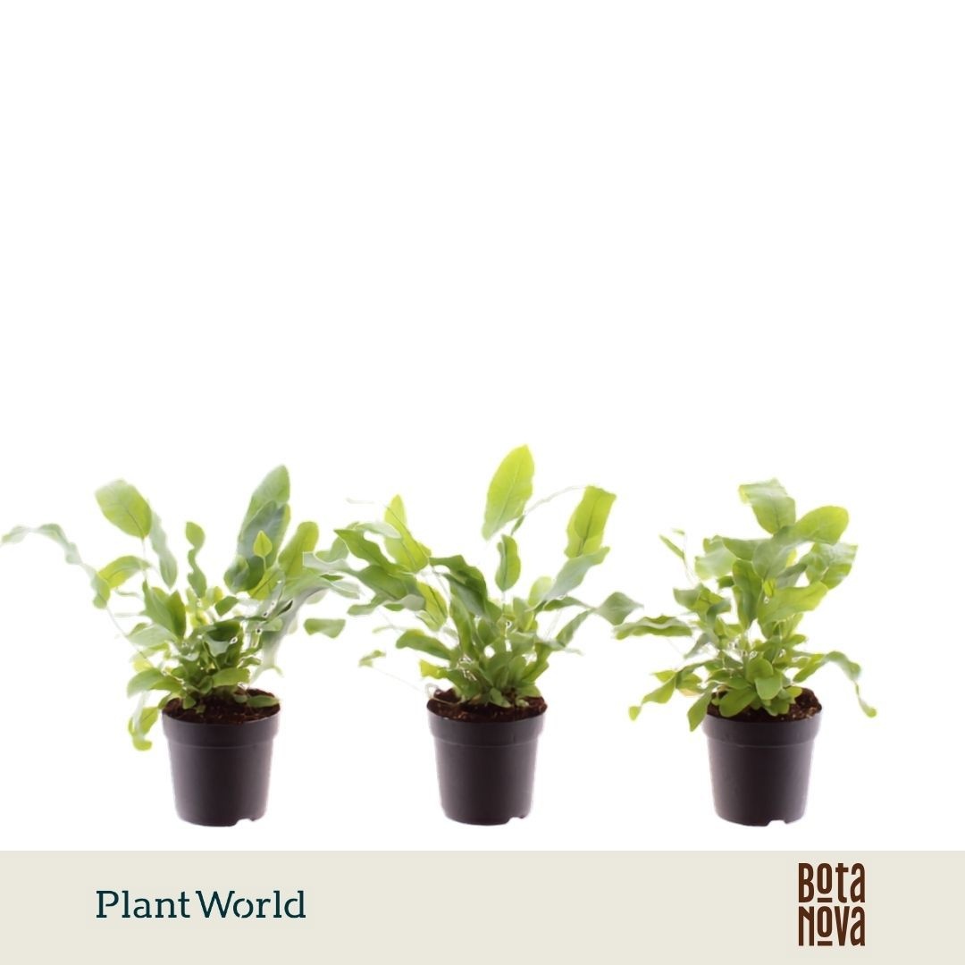 Phlebodium aureum 'Blue Star'