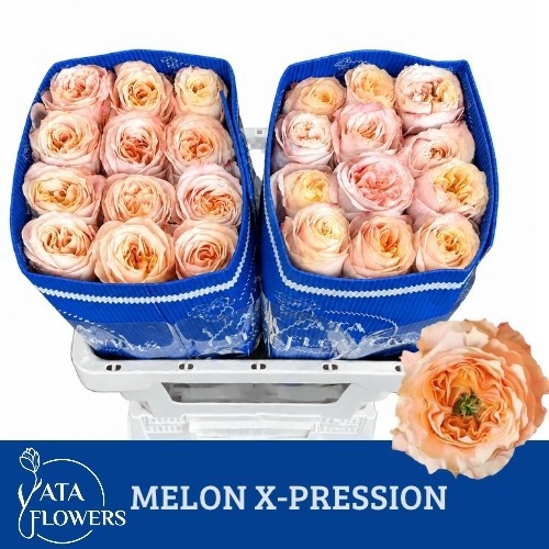 Rosa 50cm