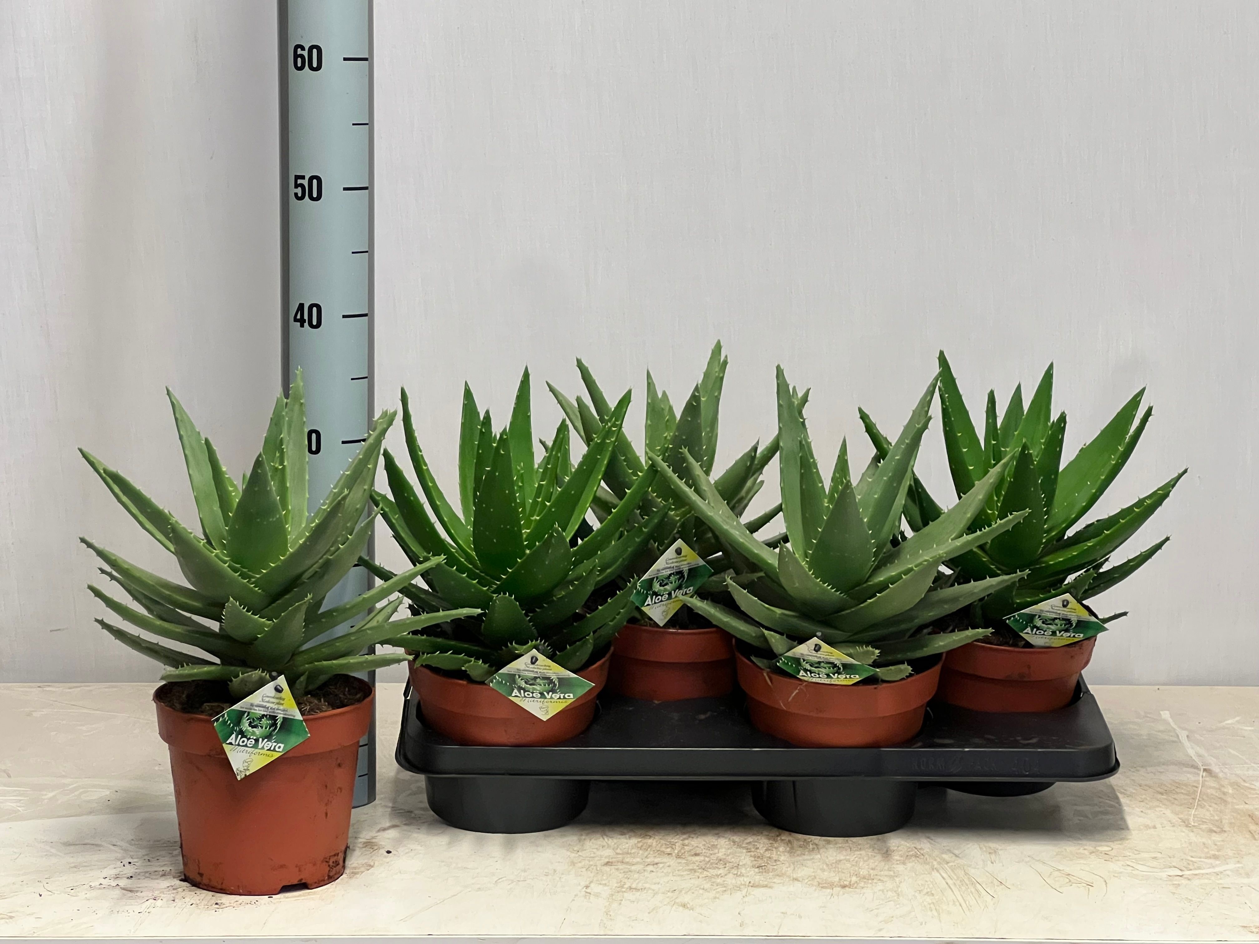 Aloe Perfoliata 17P 35H
